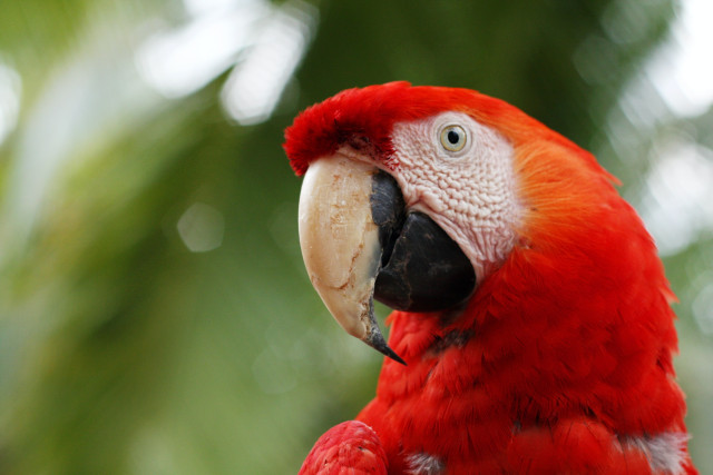 Costa Rica Reise: Vulkane, Regenwald, Strände und Tiere zwischen Karibik und Pazifik